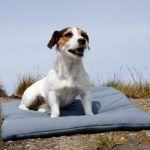 Plaid pour chien